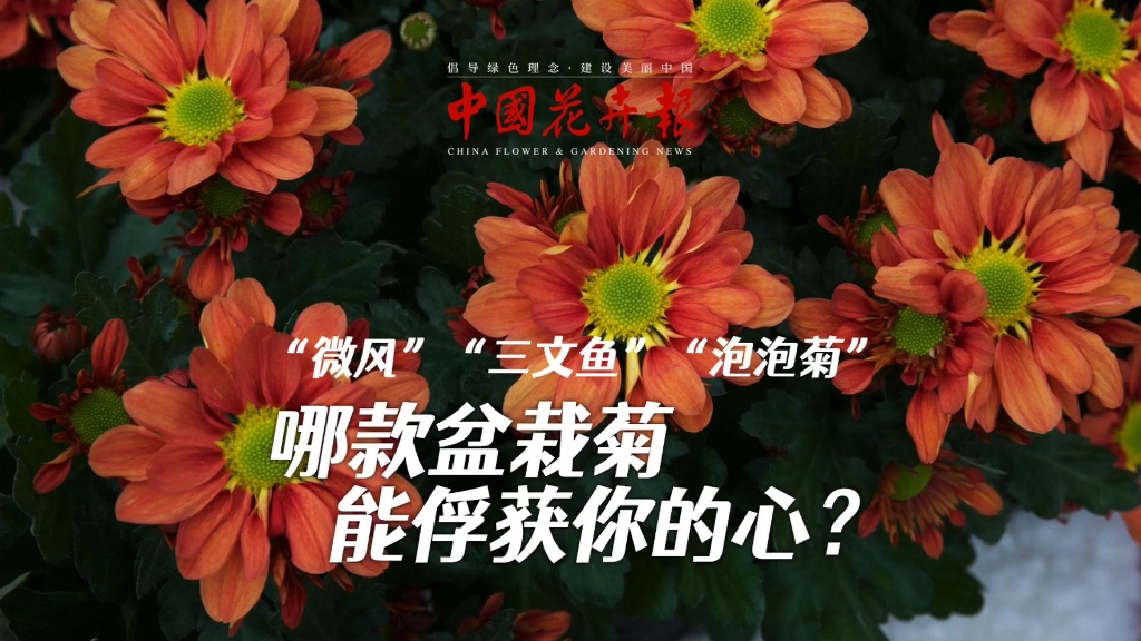 “微风”“三文鱼”“泡泡菊”,哪款盆栽菊能俘获你的心?#盆栽菊#新品种#花卉哔哩哔哩bilibili