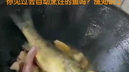 [图]食神驾到！你见过会自动烹饪自己的鱼吗？