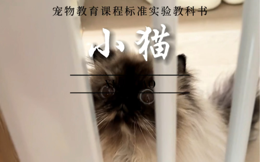 小猫研究学哔哩哔哩bilibili