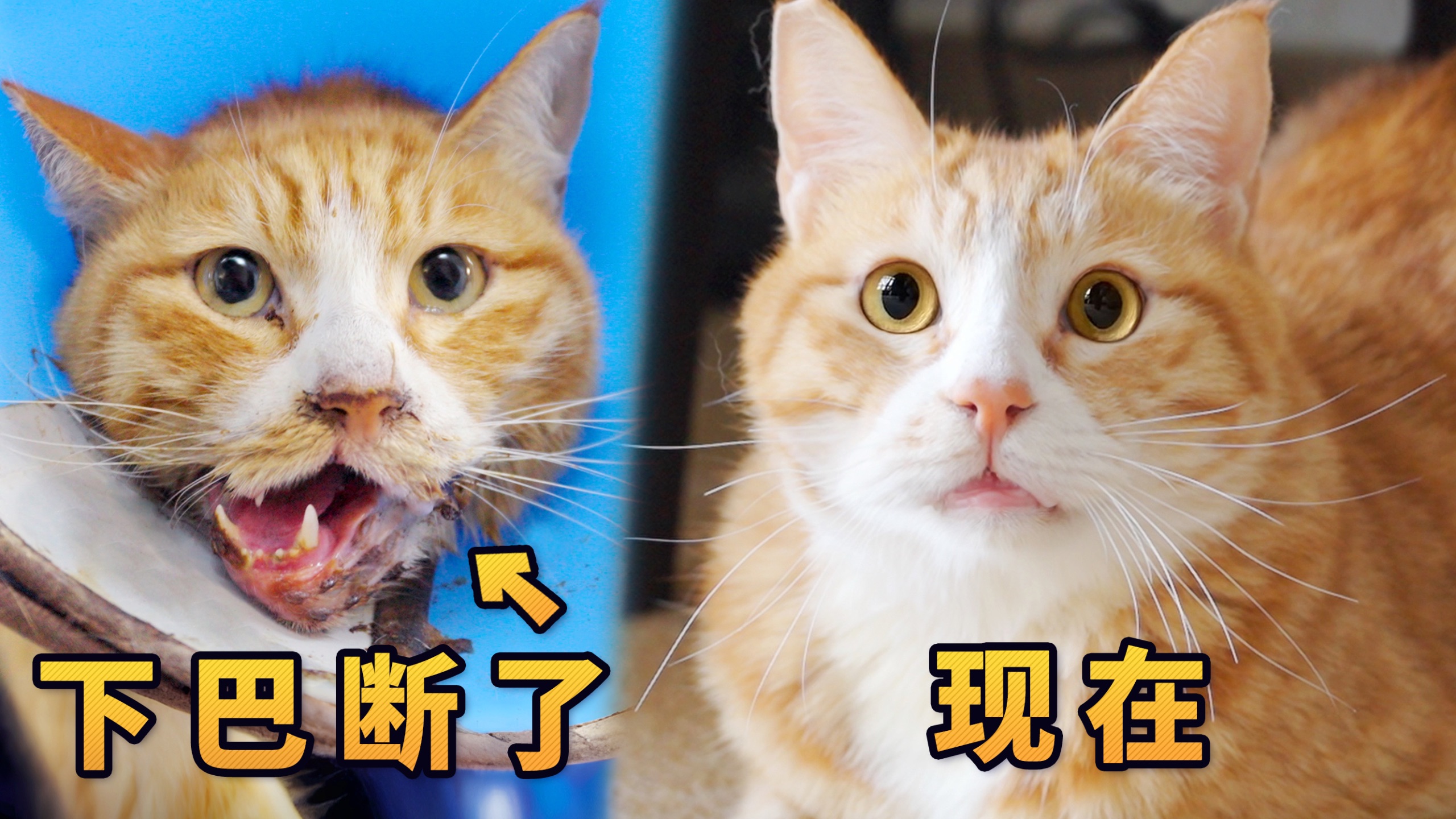 阎王爷你先等等，这猫我要了！