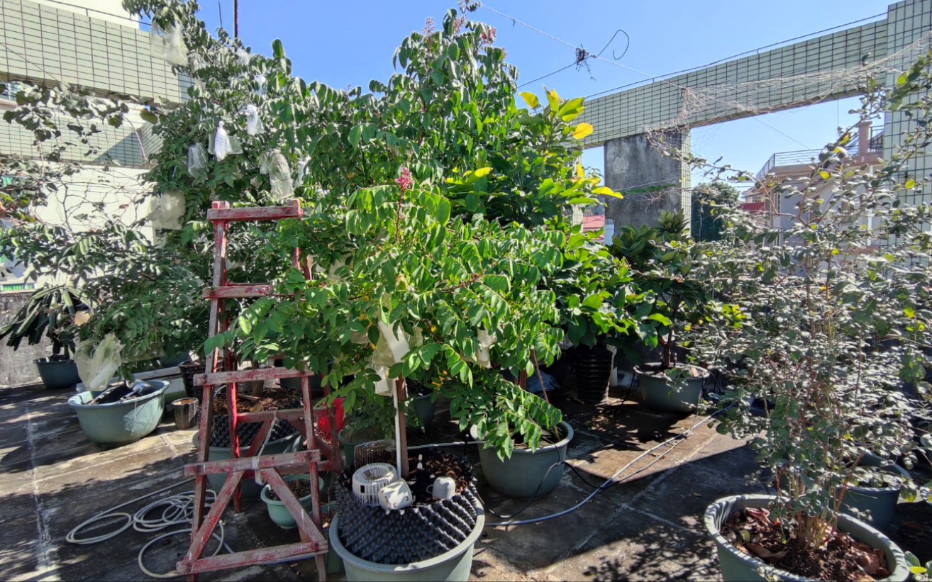 楼顶栽了一棵超甜红杨桃全家人都爱吃养一棵一年四季有果吃