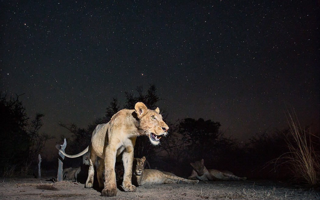 夜晚的高尔夫球场——狮子追逐花豹