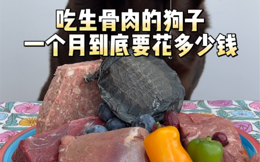 [图]吃生骨肉的狗子 一个月到底要花多少钱