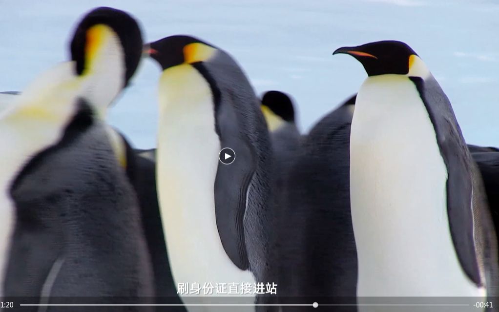 [图]#中国生物多样性特有物种# 动物绿色生活也疯狂！