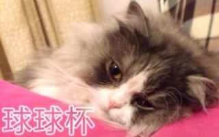 [桥林解说][湮灭]120vsPCG123哔哩哔哩bilibili