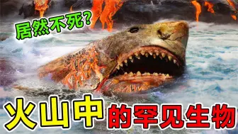 Download Video: 世界上10种，生活在“火山中”的罕见生物