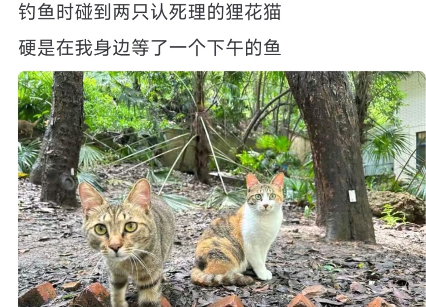 中国特有的狸花猫到底有多聪明和能打?哔哩哔哩bilibili