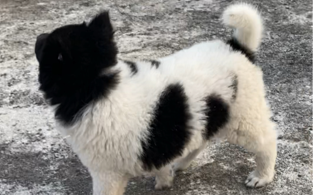 头戴乌纱身戴印,相狗经里说,这种品相的狗招财旺家,眼里无一,你们见过