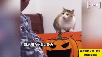 重庆小猫也怕不给生活费，反骨猫听到主人让它自力更生，秒怂