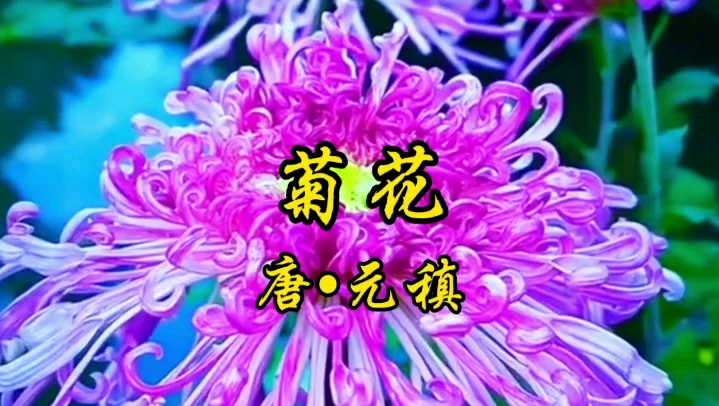 元稹《菊花》,不是花中偏爱菊,此花开尽更无花