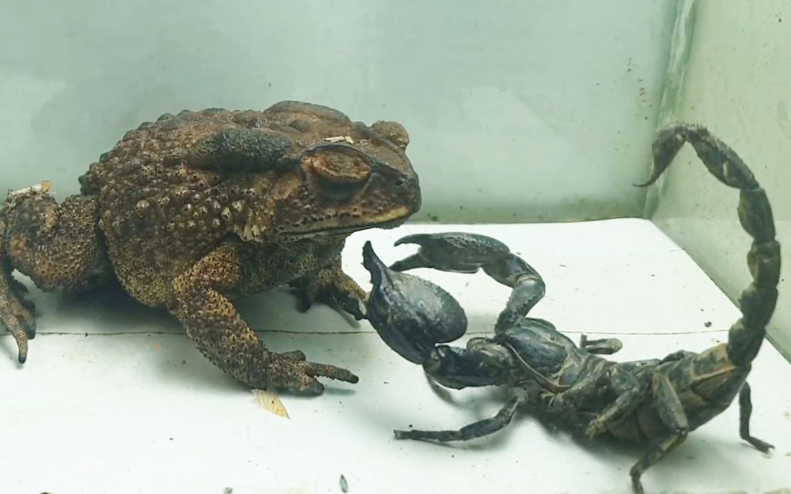 蟾蜍vs蝎子,谁才是五毒之王