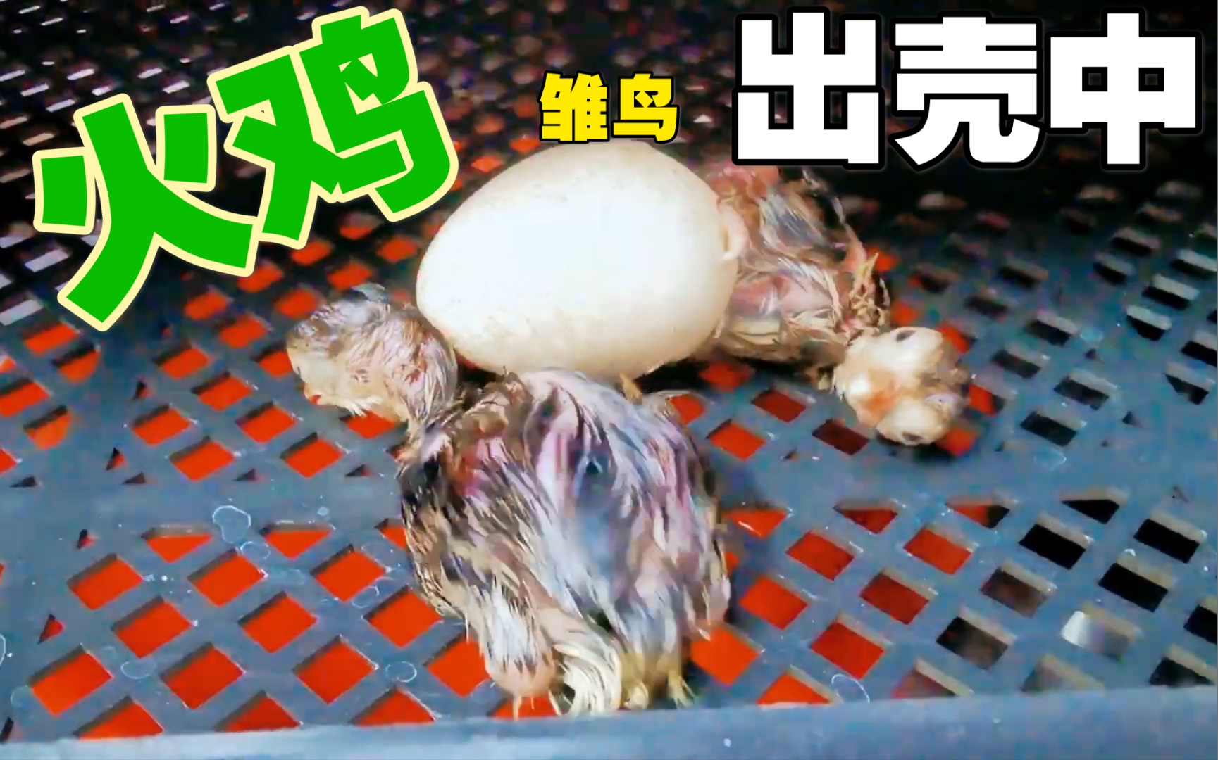 刚出壳的火鸡宝宝:你好