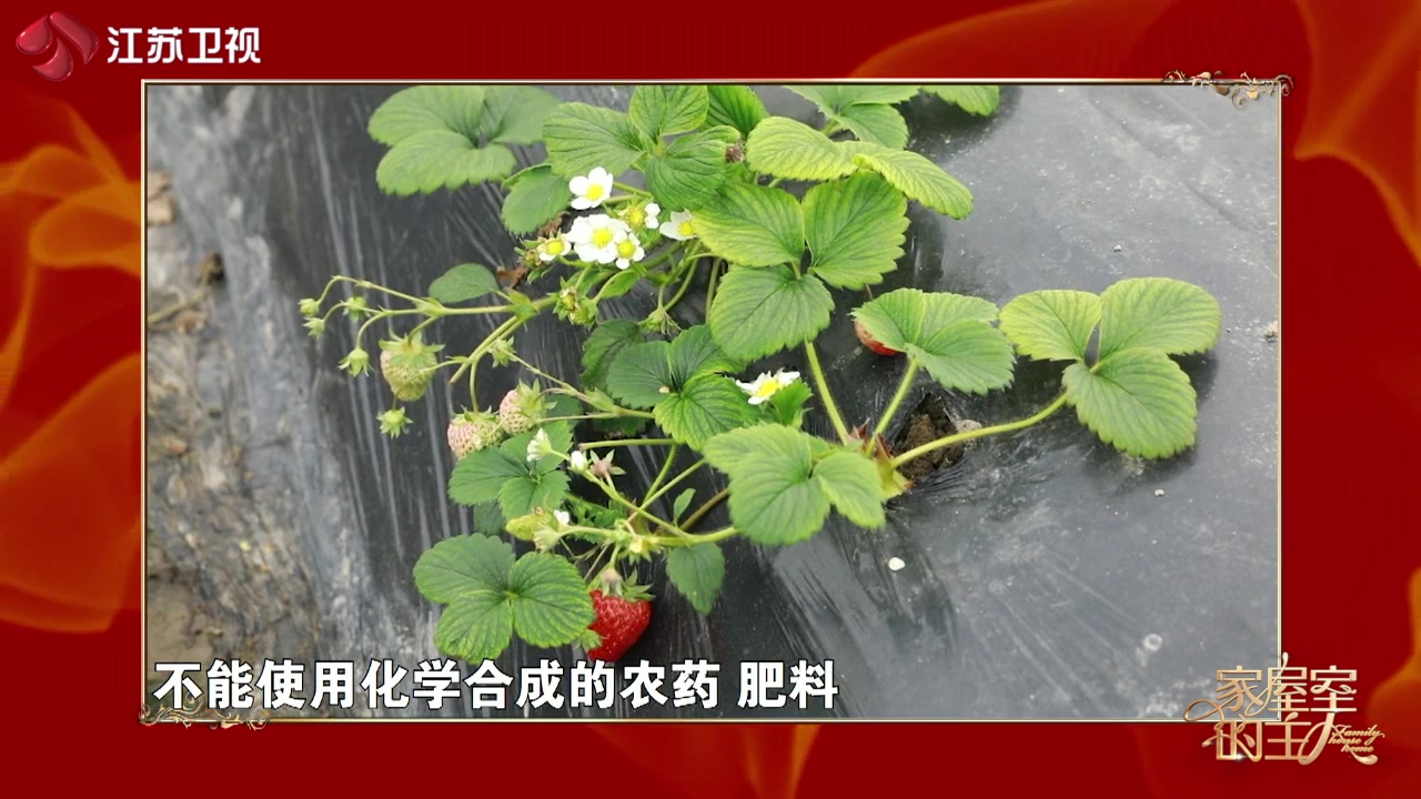 有机蔬菜和普通蔬菜有何区别?到底什么是有机?哔哩哔哩bilibili