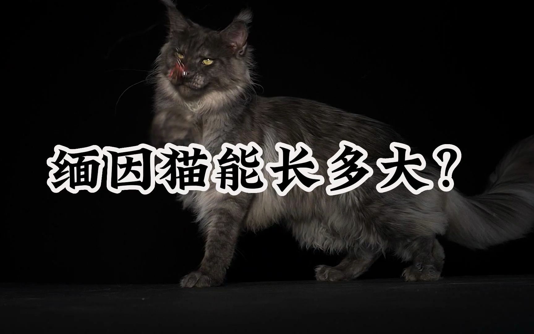 缅因猫能长多大?哔哩哔哩bilibili