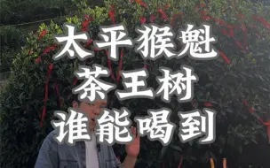 Download Video: 太平猴魁茶王树，推测树龄200多年，我问能不能喝到？他呵呵一笑…