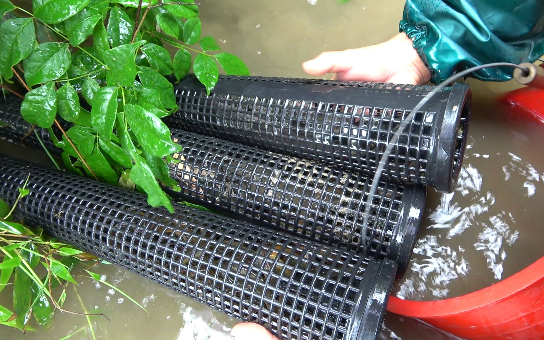 3个黄鳝笼放水里7天,提起来一看集体爆笼,收获让人眼馋