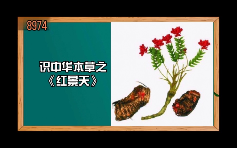 第7集 | 识中华本草之《红景天》哔哩哔哩bilibili