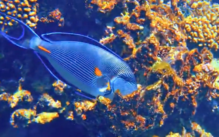 座头鲸宝宝聪明绝顶的猎手使出计谋成功猎杀鲸鱼宝宝虎鲸捕食捕猎现场