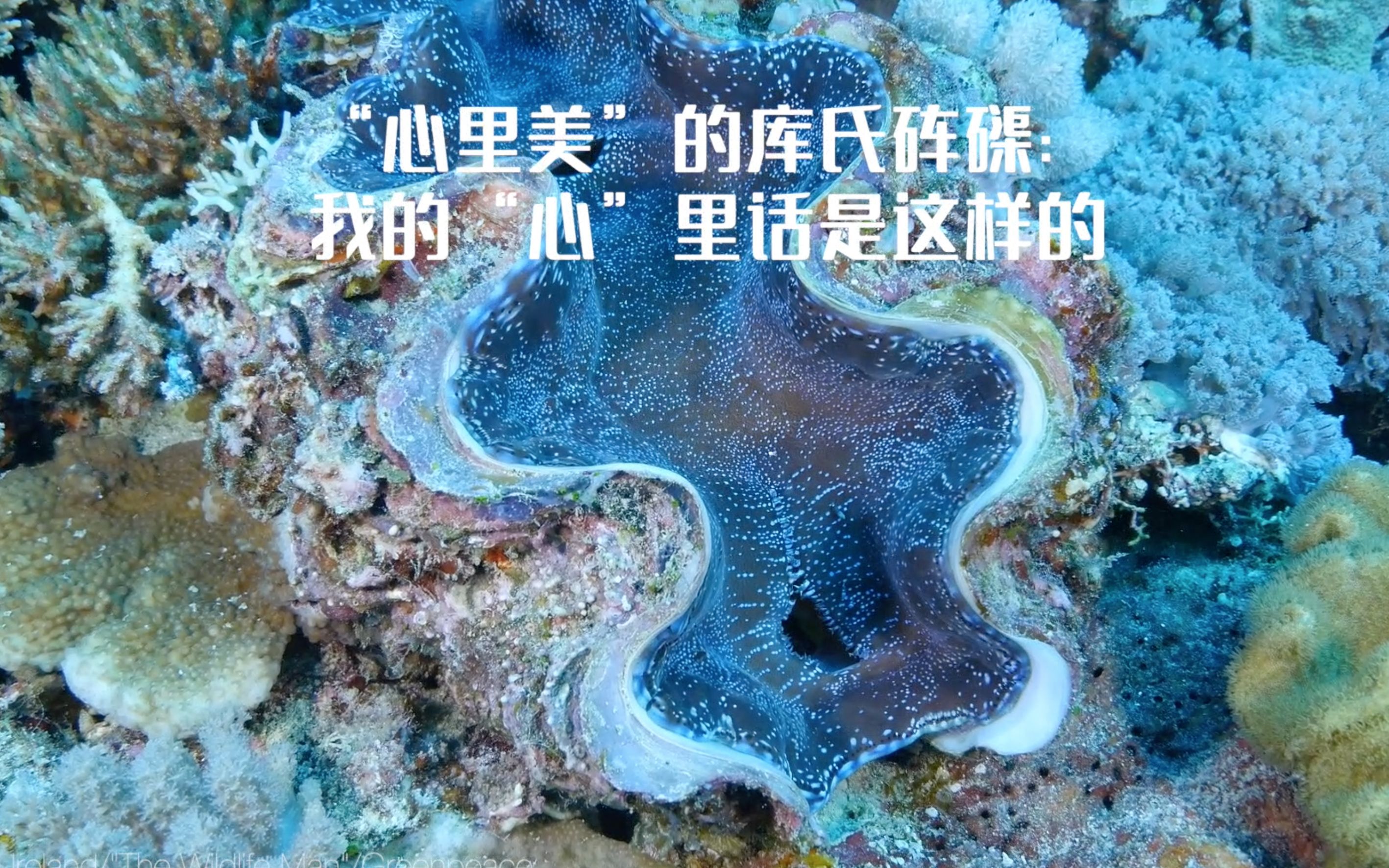 世界最大型双壳贝类动物,20秒的时候动了!哔哩哔哩bilibili