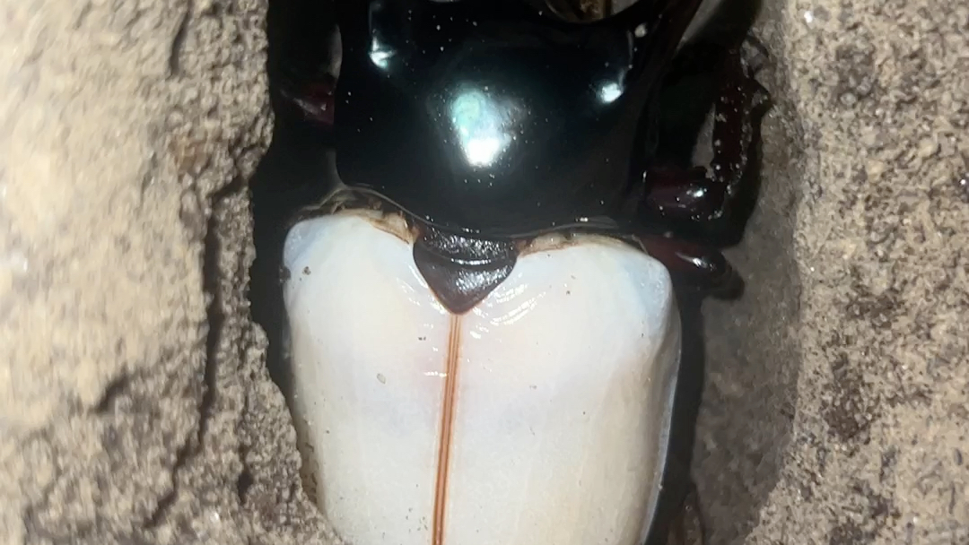 南洋大兜虫羽化