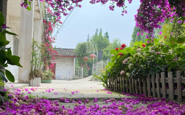 [图]绣球花海洋三河千鸟漫卷流光万华镜银河