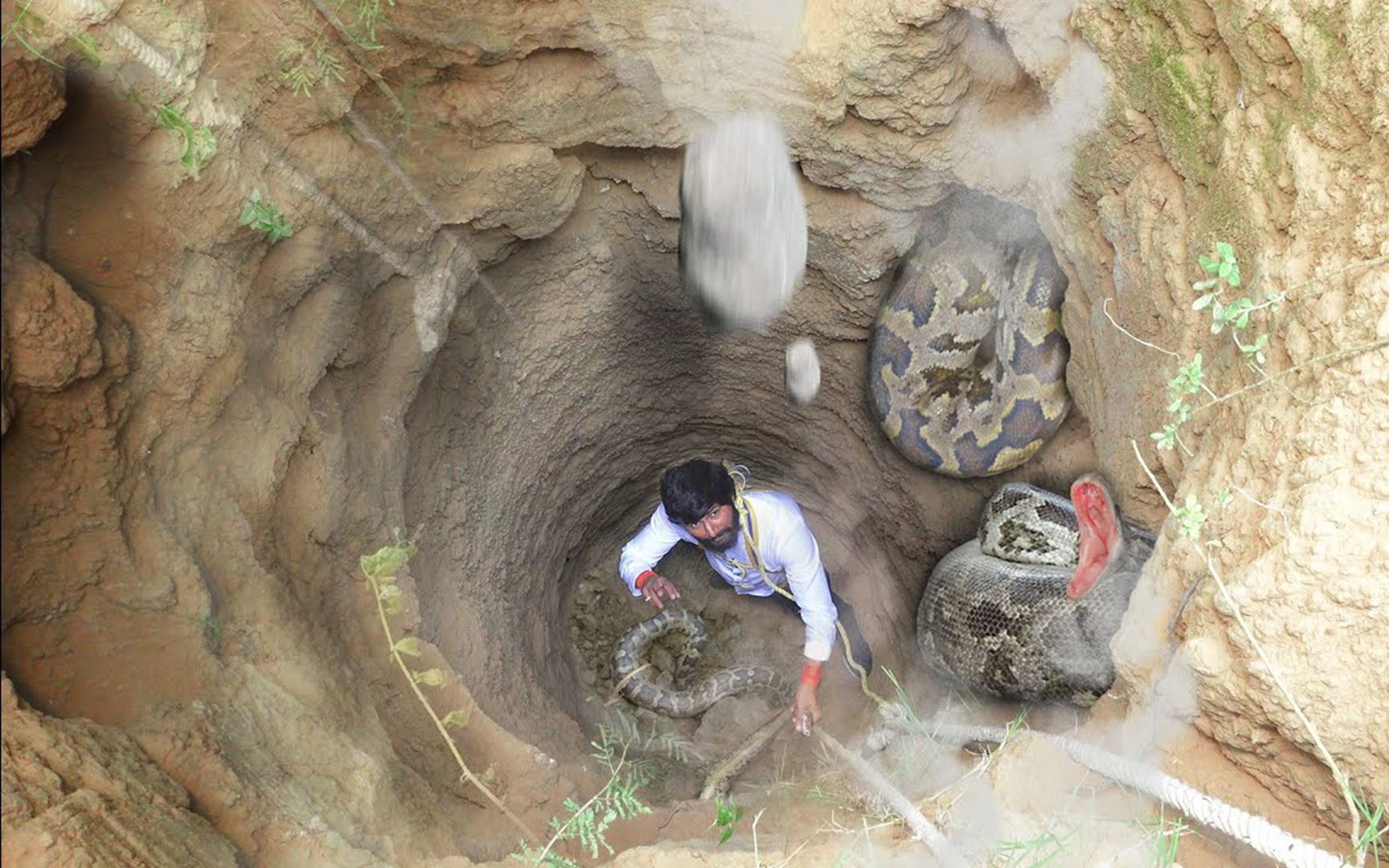 [图]作死印度牛人，跳进了食人莽的巢穴，谁知他竟是世界最强捕蛇人