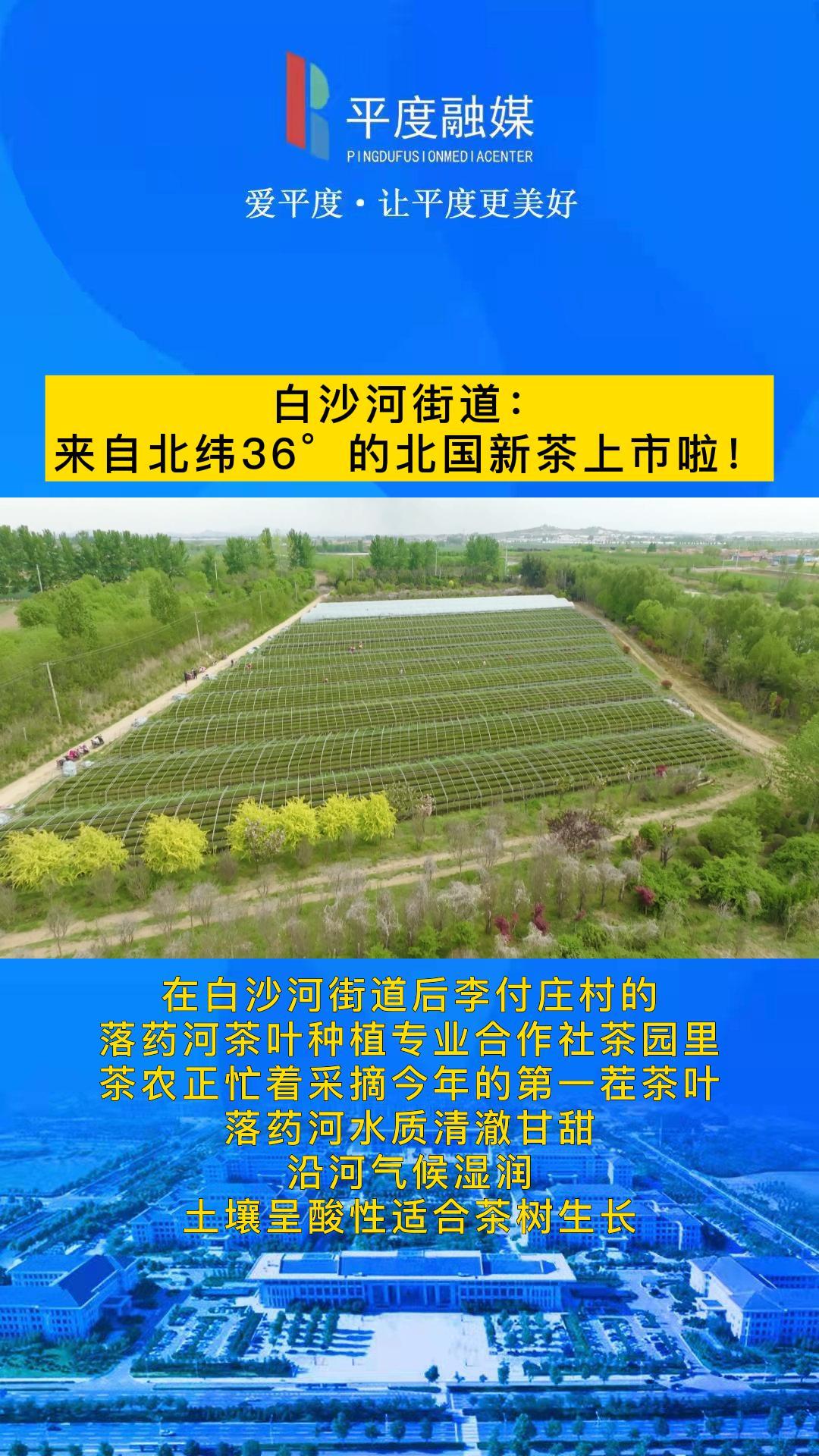 白沙河街道:来自北纬36Ⱗš„北国新茶上市啦!哔哩哔哩bilibili