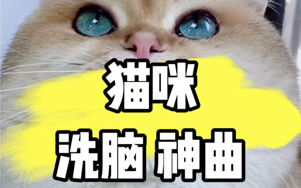 [图]给猫咪，洗脑的曲子。