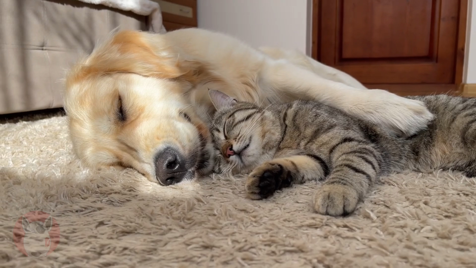 金毛和猫咪之间最神奇的友谊!