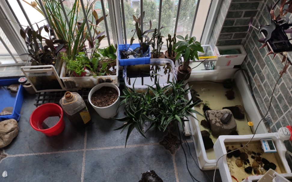 养龟日常日常收拾阳台日常水絮视叨频