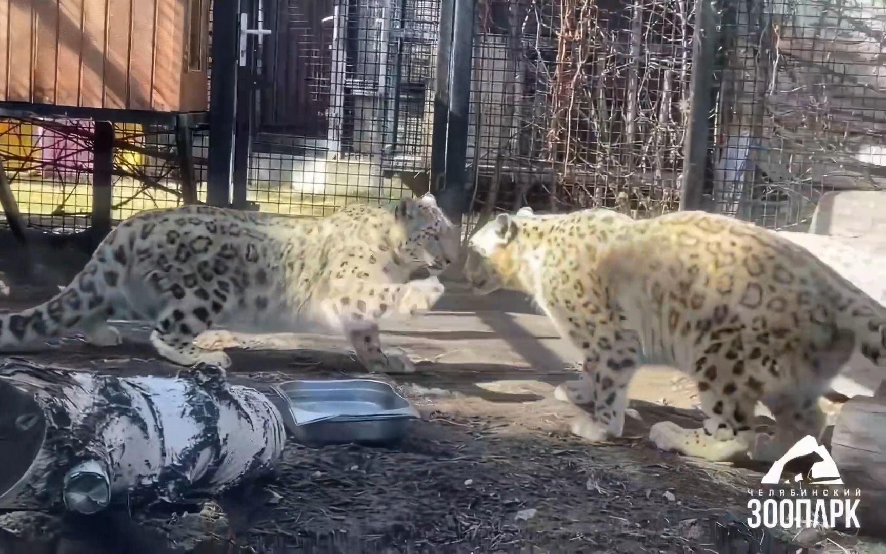 兩隻雪豹的第一次相親合籠,俄羅斯車里雅賓斯克動物園