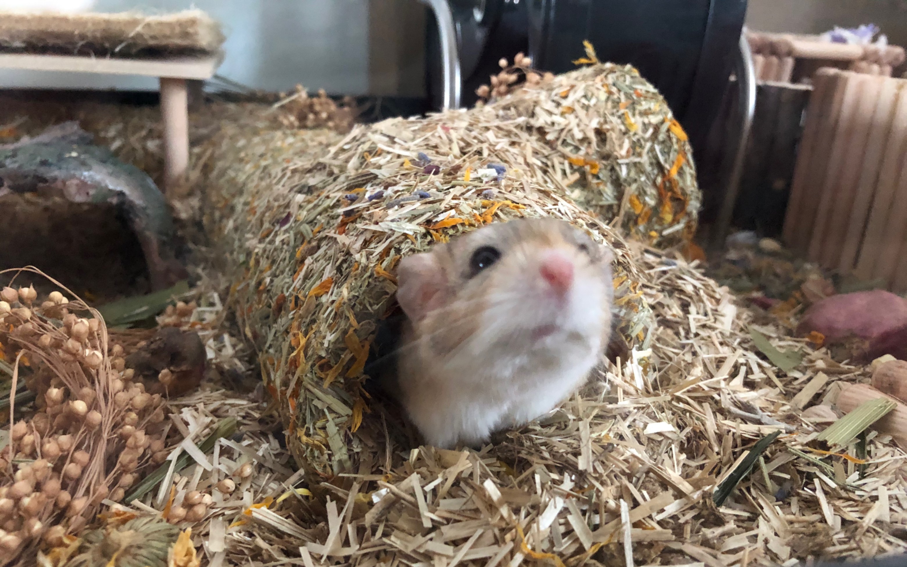 【通心粉鼠】给通心粉崽的一次不成熟造景