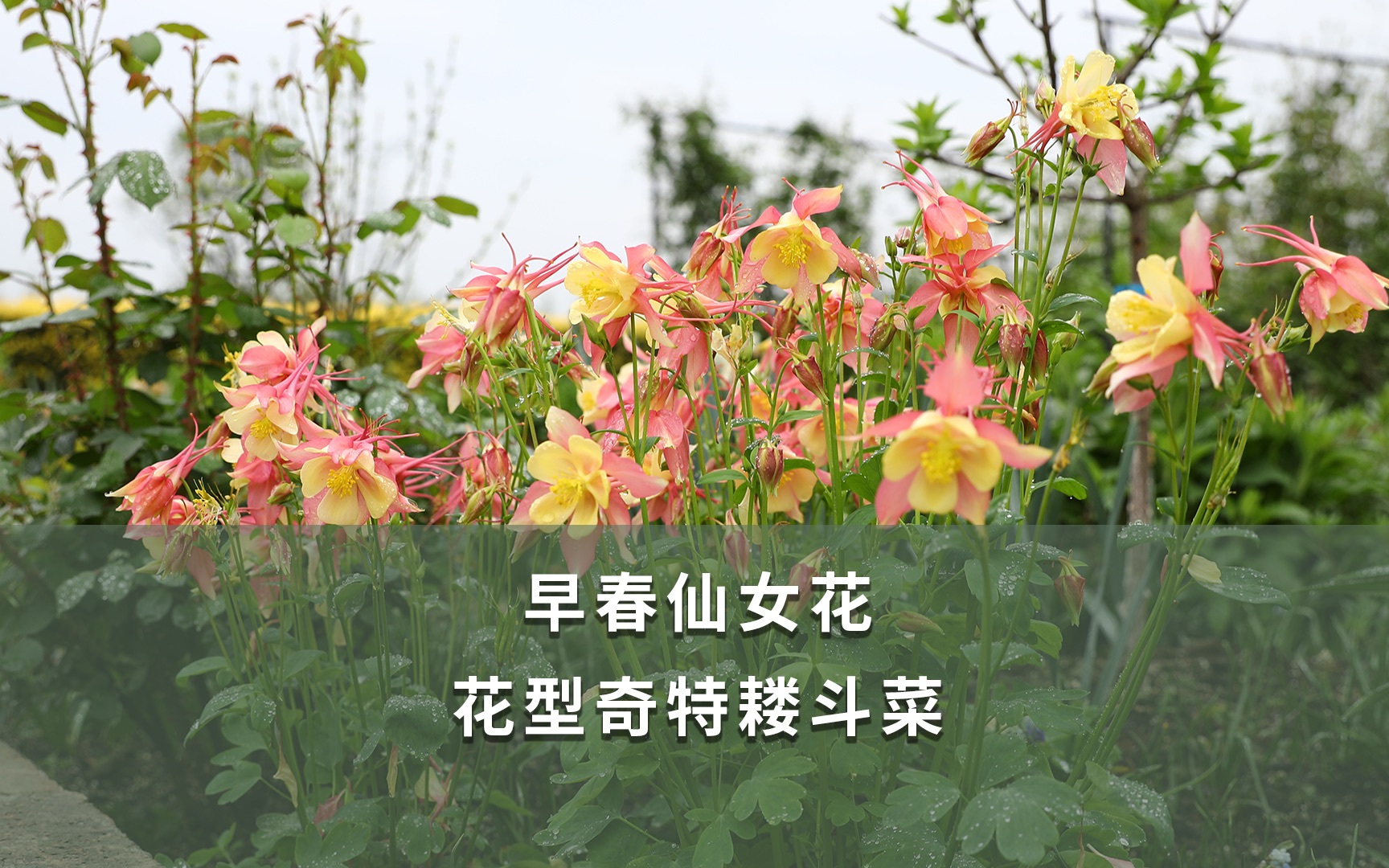 【海妈植物推荐】早春仙女花,花型奇特耧斗菜哔哩哔哩bilibili