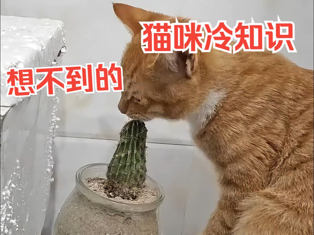 那些意想不到的猫咪冷知识科普分享哔哩哔哩bilibili