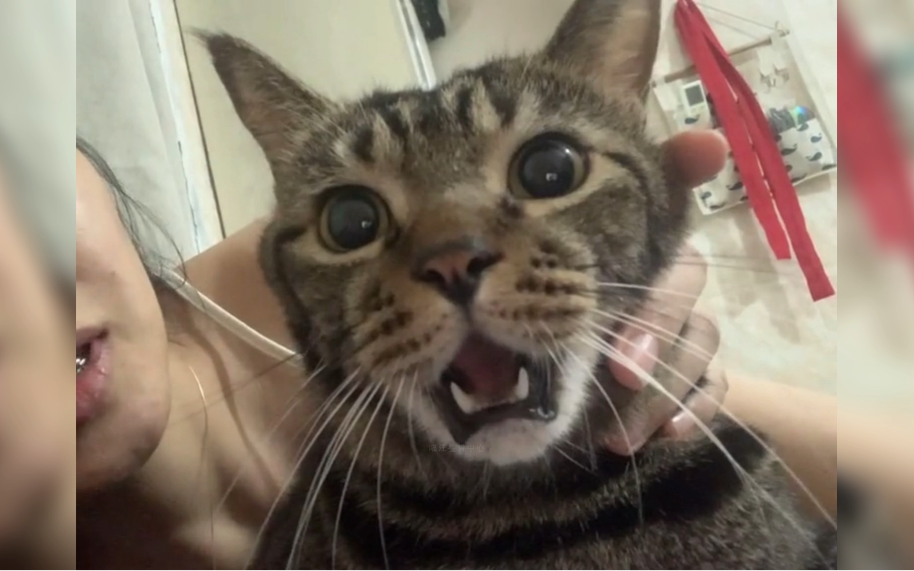 " 震惊咪咪一百年 "