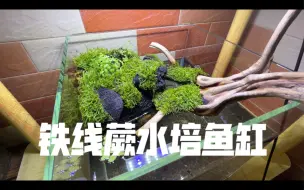 Download Video: 【水培植物鱼缸】水培铁线蕨，25方缸，简约风格