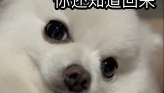 一只小可爱正在生气