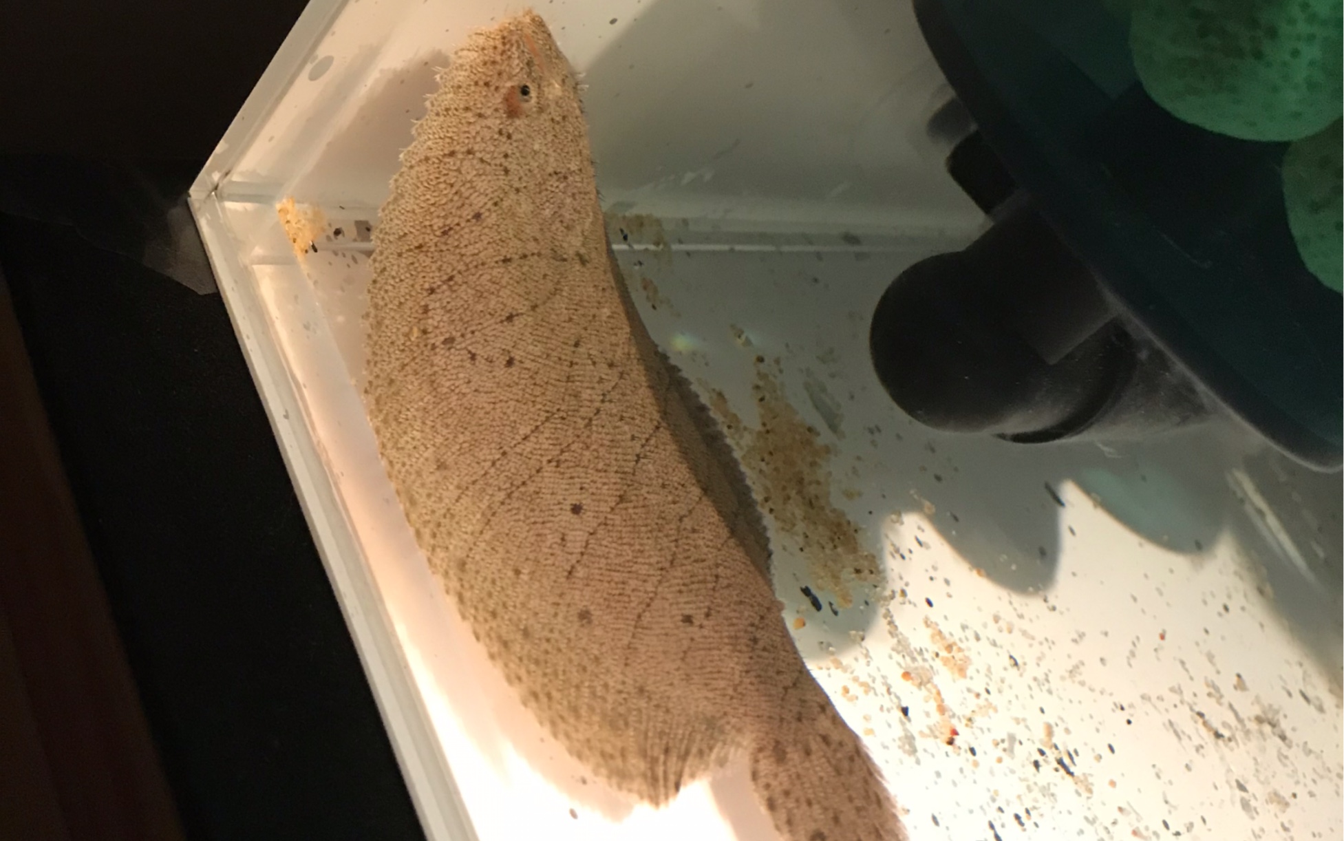 南美 淡水比目鱼