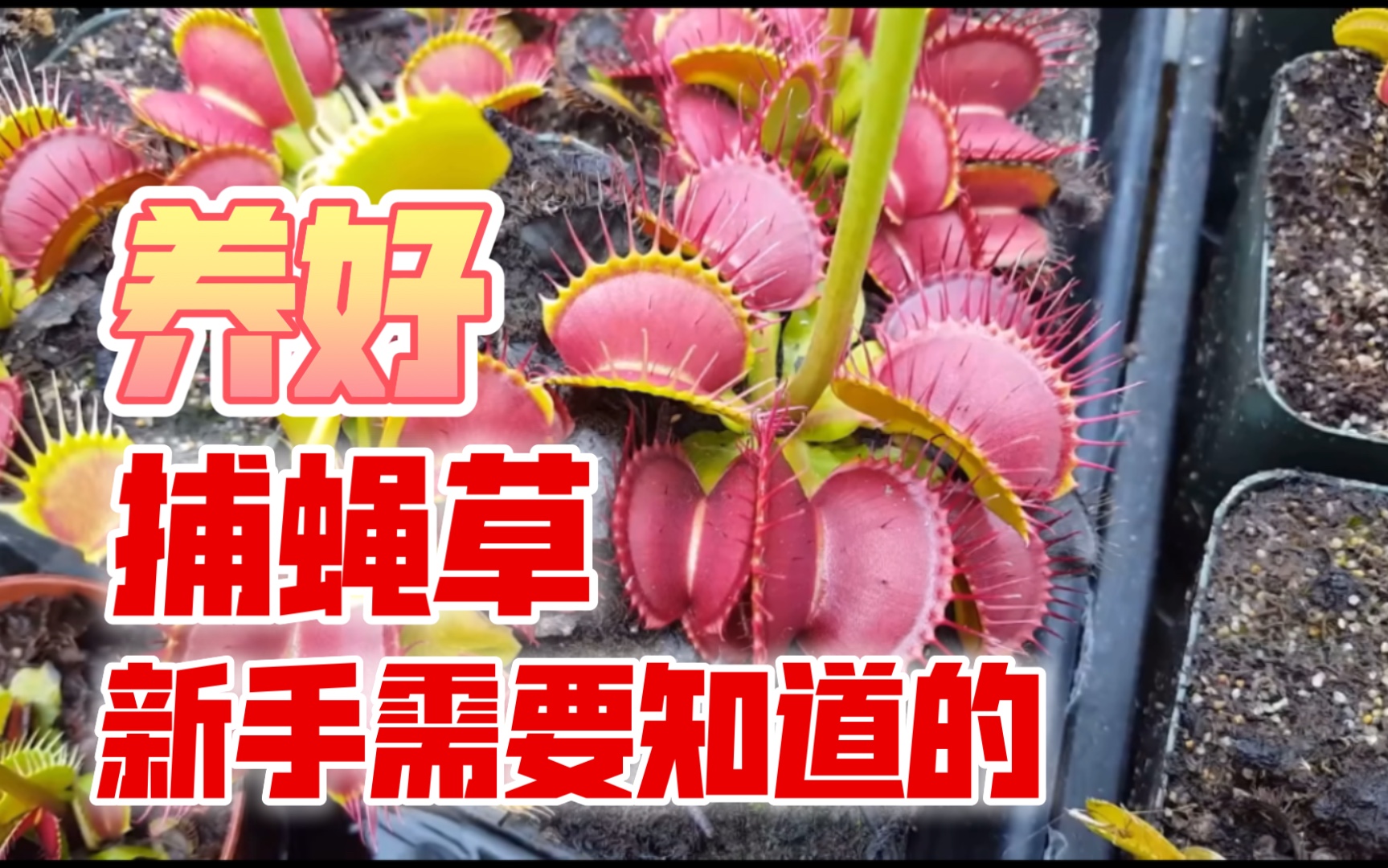 【怎么养好捕蝇草】捕蝇草知识科普ll新手入门llPredatory Plants哔哩哔哩bilibili