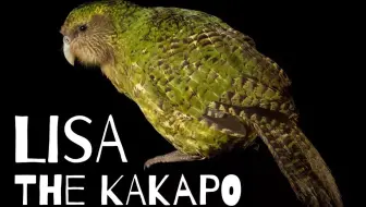 【鸮鹦鹉】濒危的长寿鹦鹉kakapo，她的故事你们听过吗？