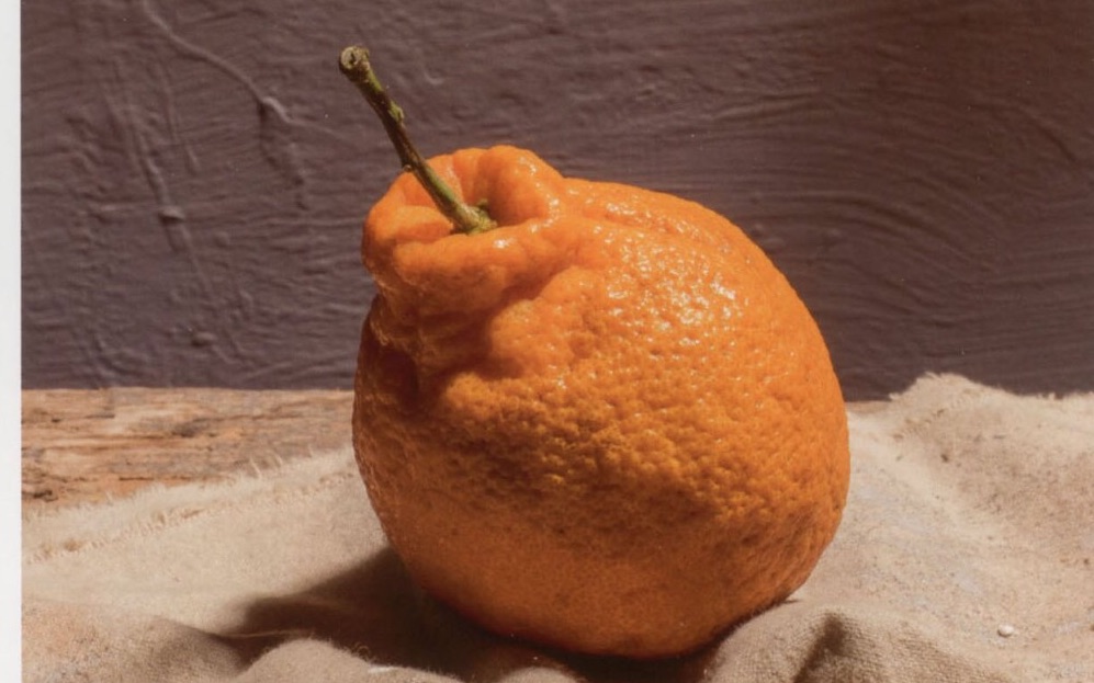 活动作品素描静物局部丑橘