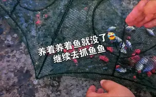 Descargar video: 养着养着小鱼鱼就没了😂继续抓鱼鱼