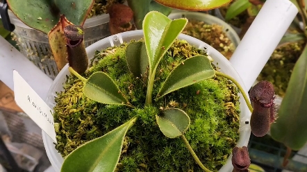 两棵截然不同的劳氏交鞍型猪笼草.货源均是山田且在今年3月种植.