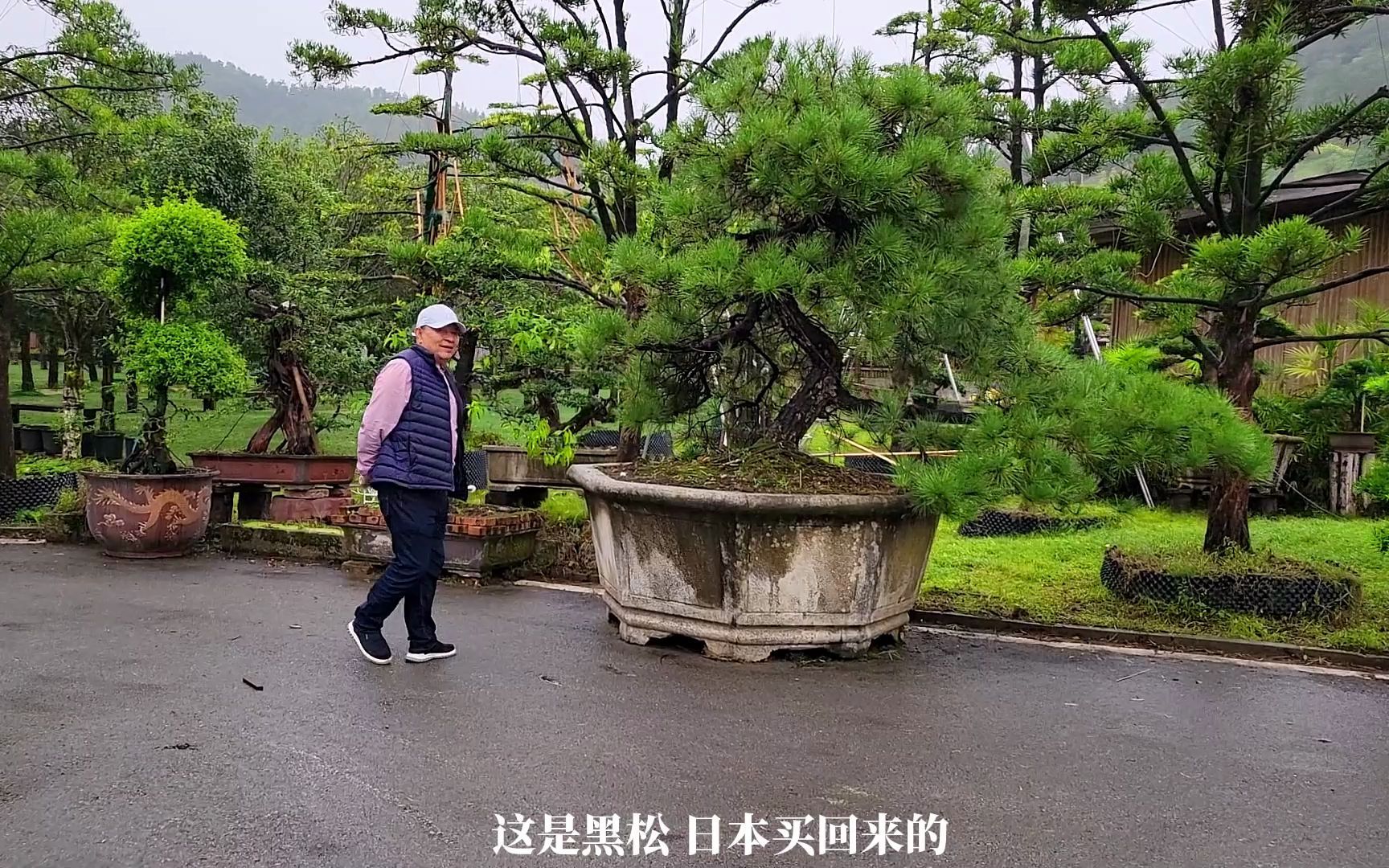 "朴凡孤影"黑松盆景,造型独特,姿态雄壮,高亢壮丽.