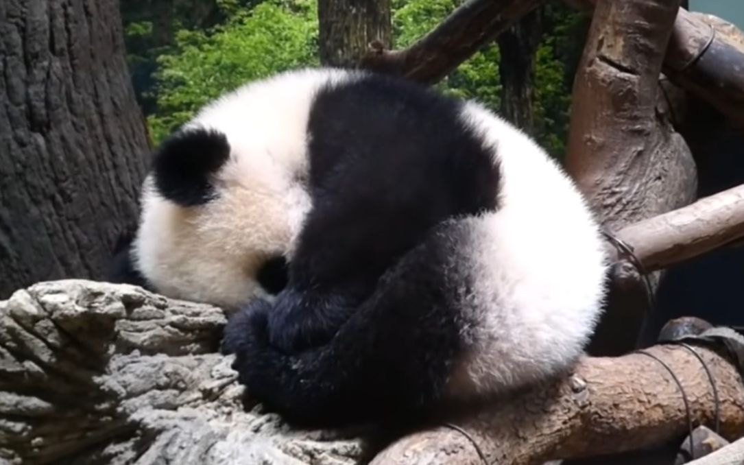 jpanda日龄205天的双胞胎大熊猫宝宝蜷成团子睡觉觉旅日力真香晓蕾