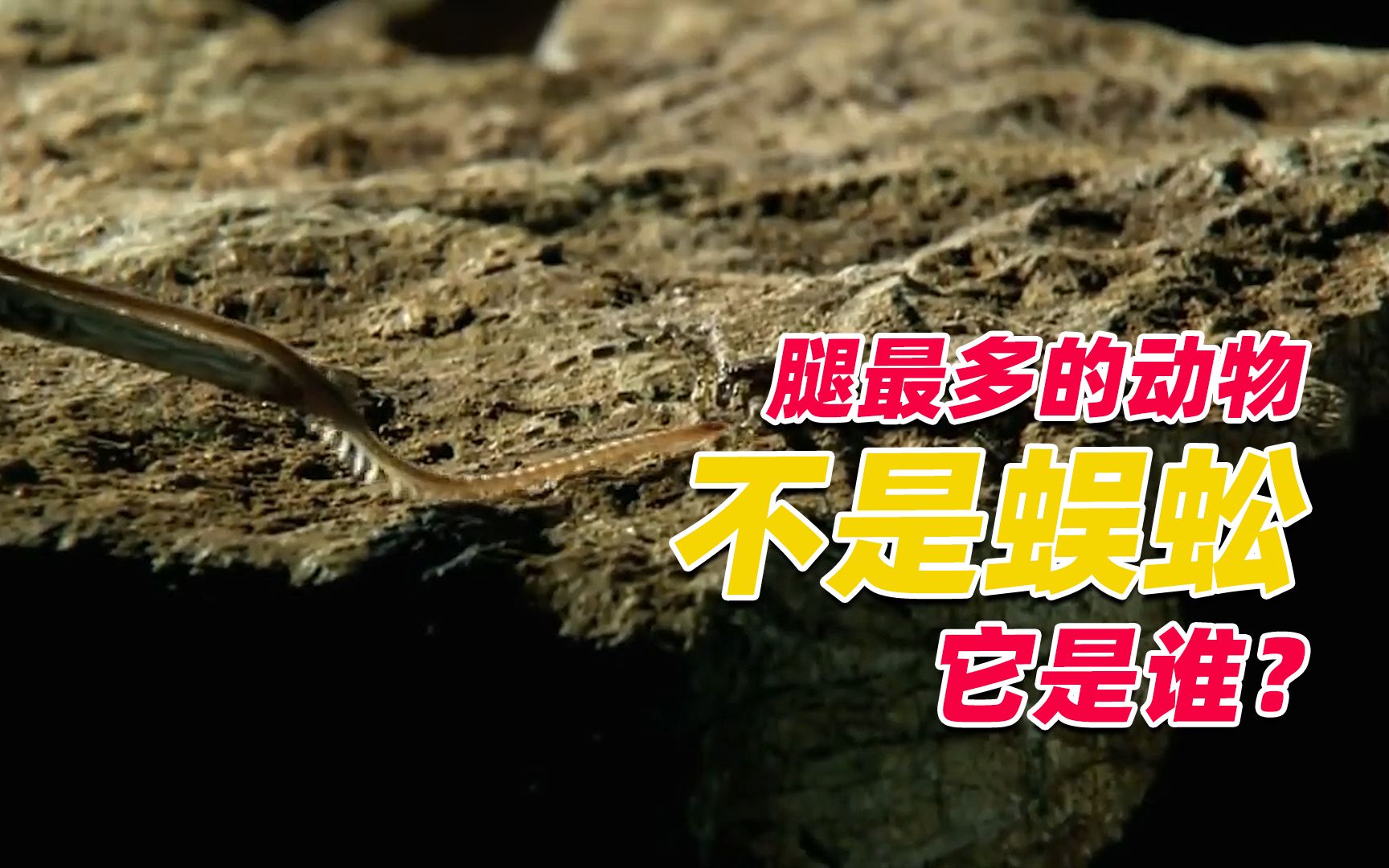 腿最多的几种动物蜈蚣的腿竟然不是最多的究竟谁的腿最多呢