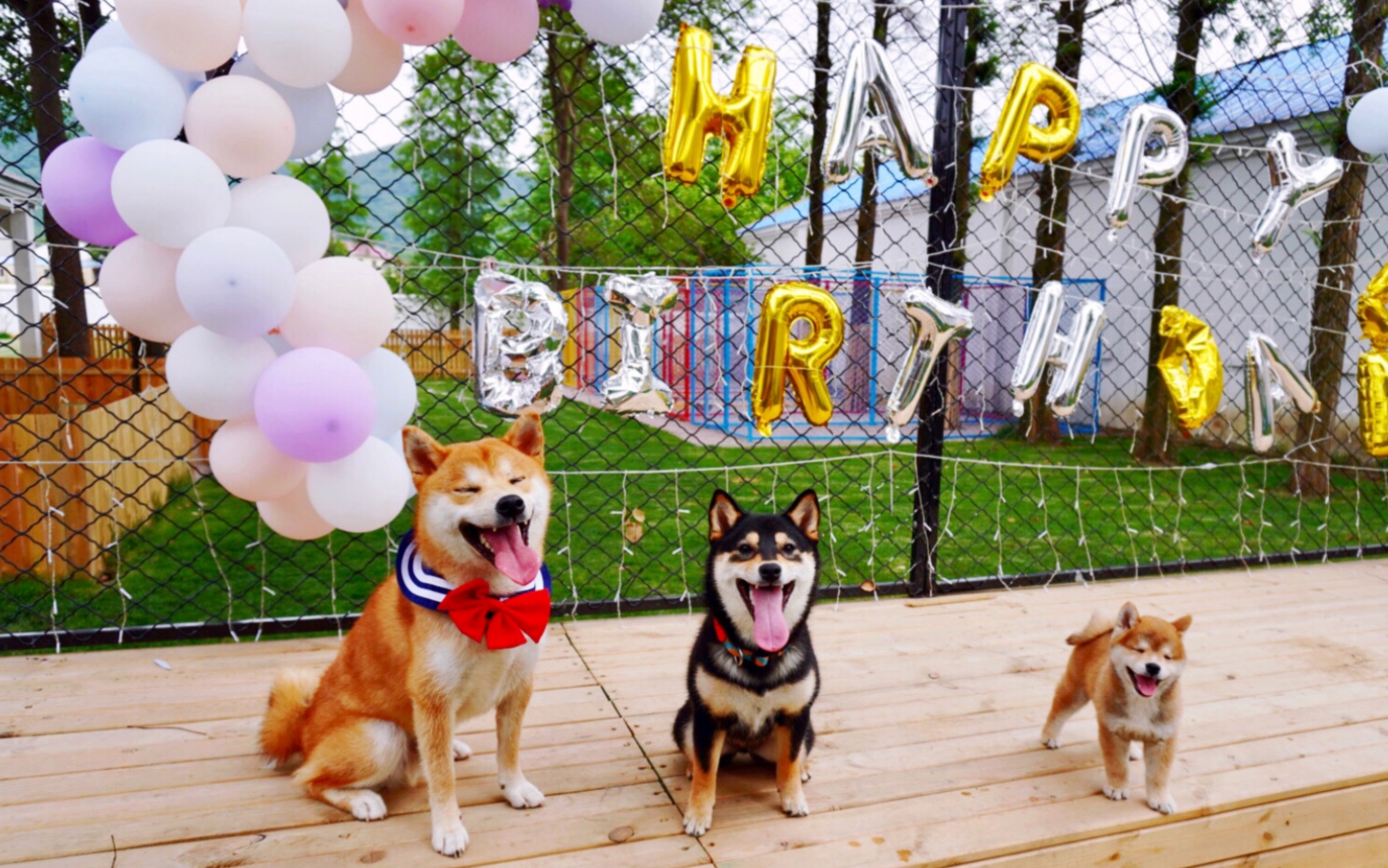 柴犬的一岁生日,主人包场宠物乐园办party,还请来了神秘嘉宾