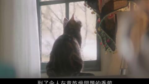 Kose 雪肌精含猫广告enriched滋润版化妆水 新垣結衣30s Cm 哔哩哔哩 Kose 雪肌精含猫广告enriched滋润版化妆水 新垣結衣30s Cm 哔哩哔哩