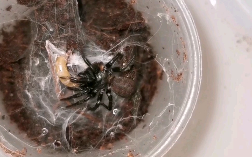 几个版纳产小型大疣蛛的捕食