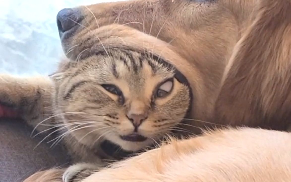 《动物倒霉行为实录》